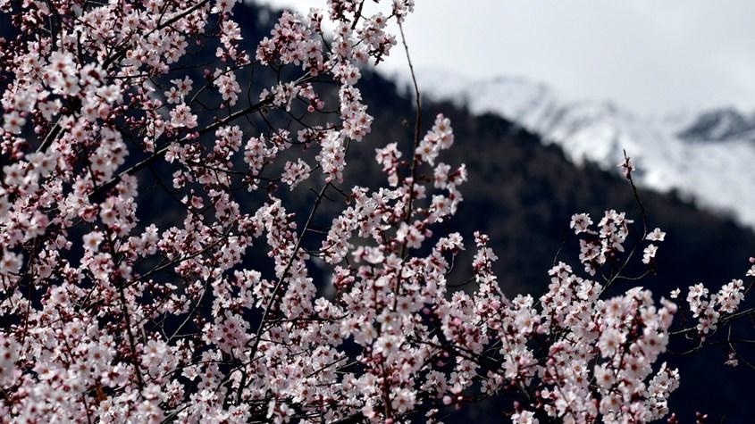 在雪域“江南”邂逅漫山桃花