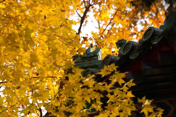 打卡頤和園 怡人景色與古建筑同框