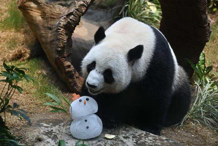 香港海洋公園為大熊貓“安安”“可可”準備冬日禮物