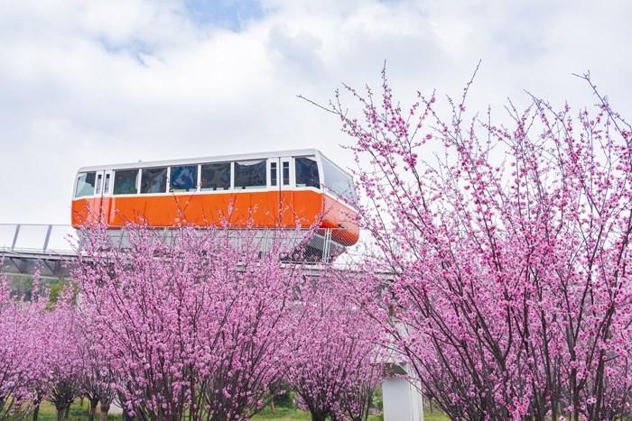 纜車穿梭“粉色花?！?宛若進入童話世界 