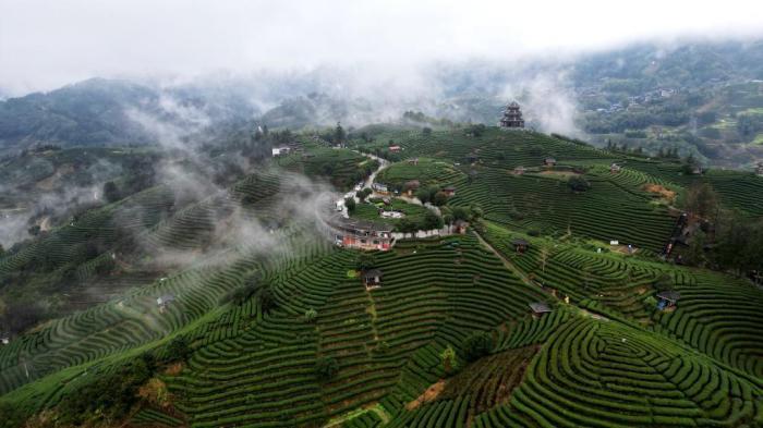 廣西三江侗鄉(xiāng)：雨后茶園美如畫