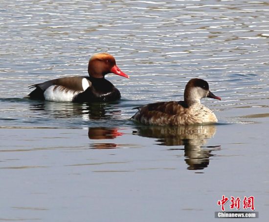 額爾齊斯河生態(tài)改善 吸引大批候鳥到此歇腳 