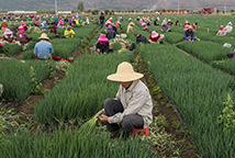 香蔥生產基地