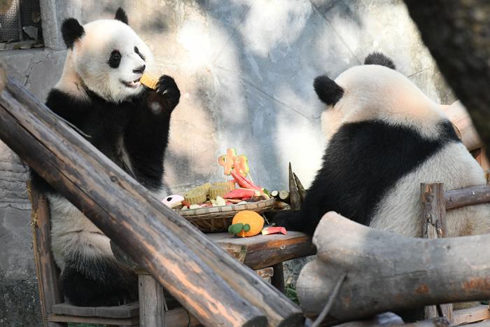 重慶動物園為動物送上特制月餅慶中秋